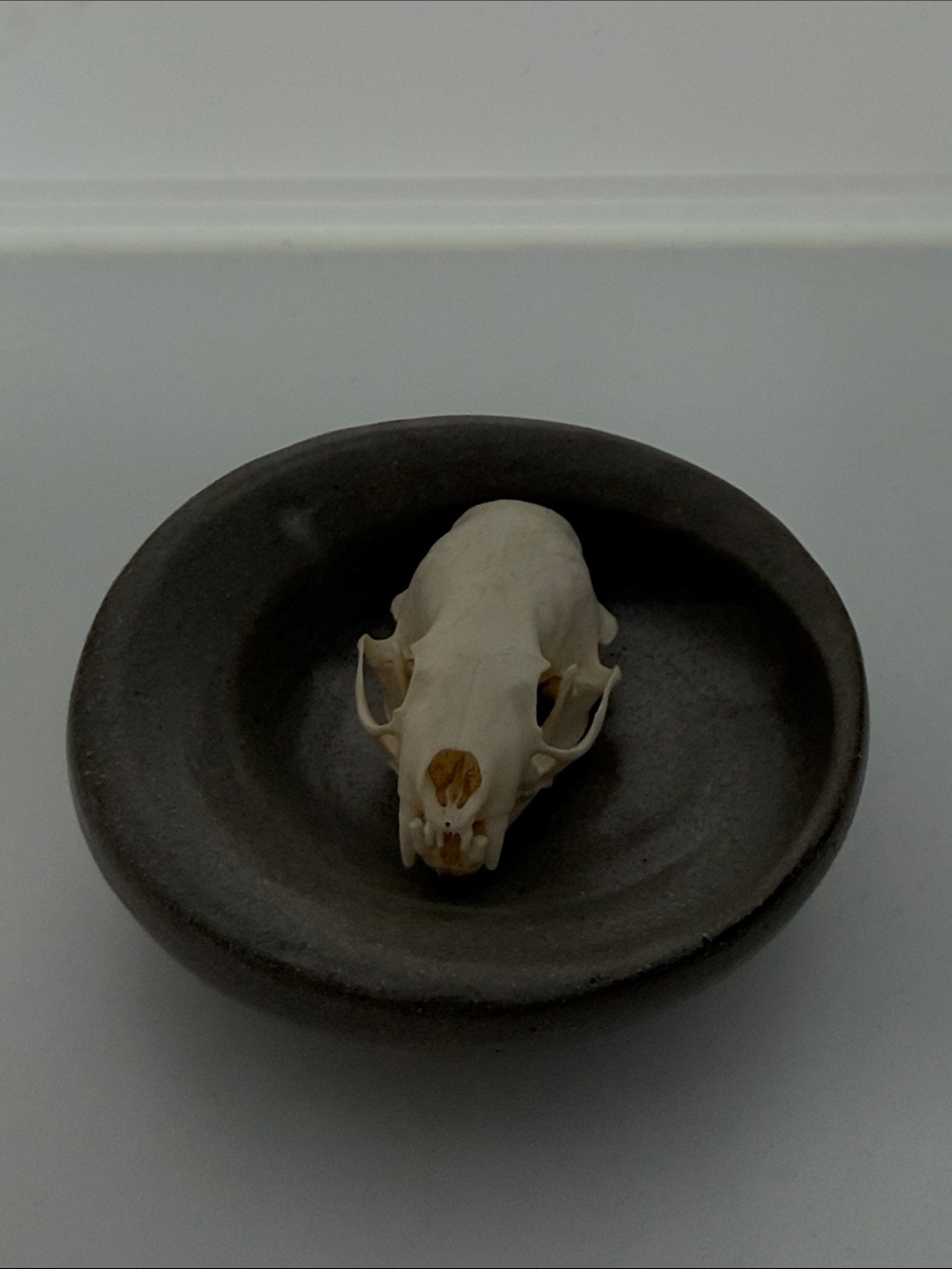 Decorative Ceramic Dish in Gray with Natural Skull Accent